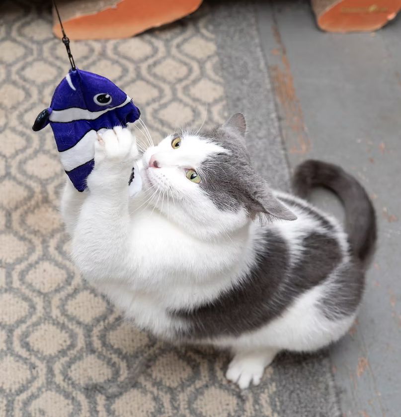 Cat Lures Fun Pack